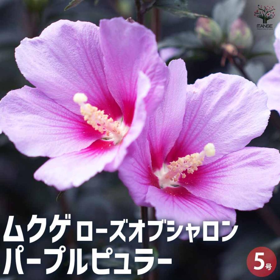 ムクゲ／パープル ルージュ／大苗 ムクゲ ローズオブシャロン パープルピュラー 【花苗 5号ポット／1個