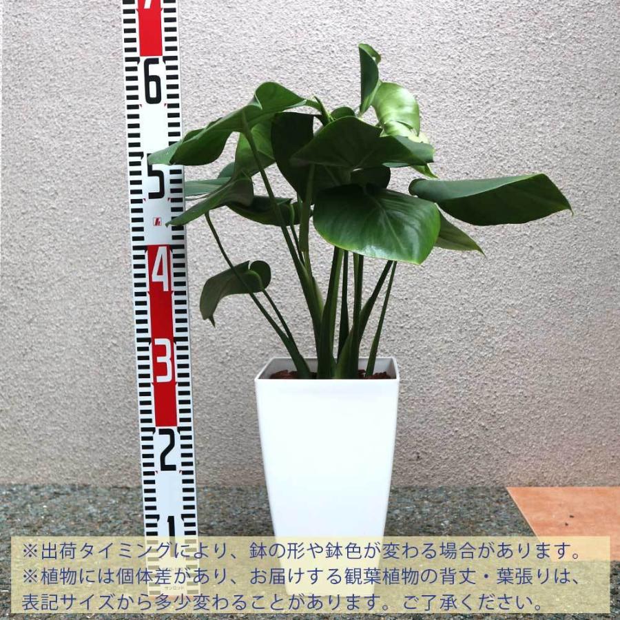 送料無料 モンステラ 中型 観葉植物 7号鉢 1個 リビング オフィス 事務所 インテリア 大型 おしゃれ 初心者 育てやすい ガーデニング 御祝 お祝い 新築 1 Itanse 11 Shopooo By Gmo 通販 Yahoo ショッピング