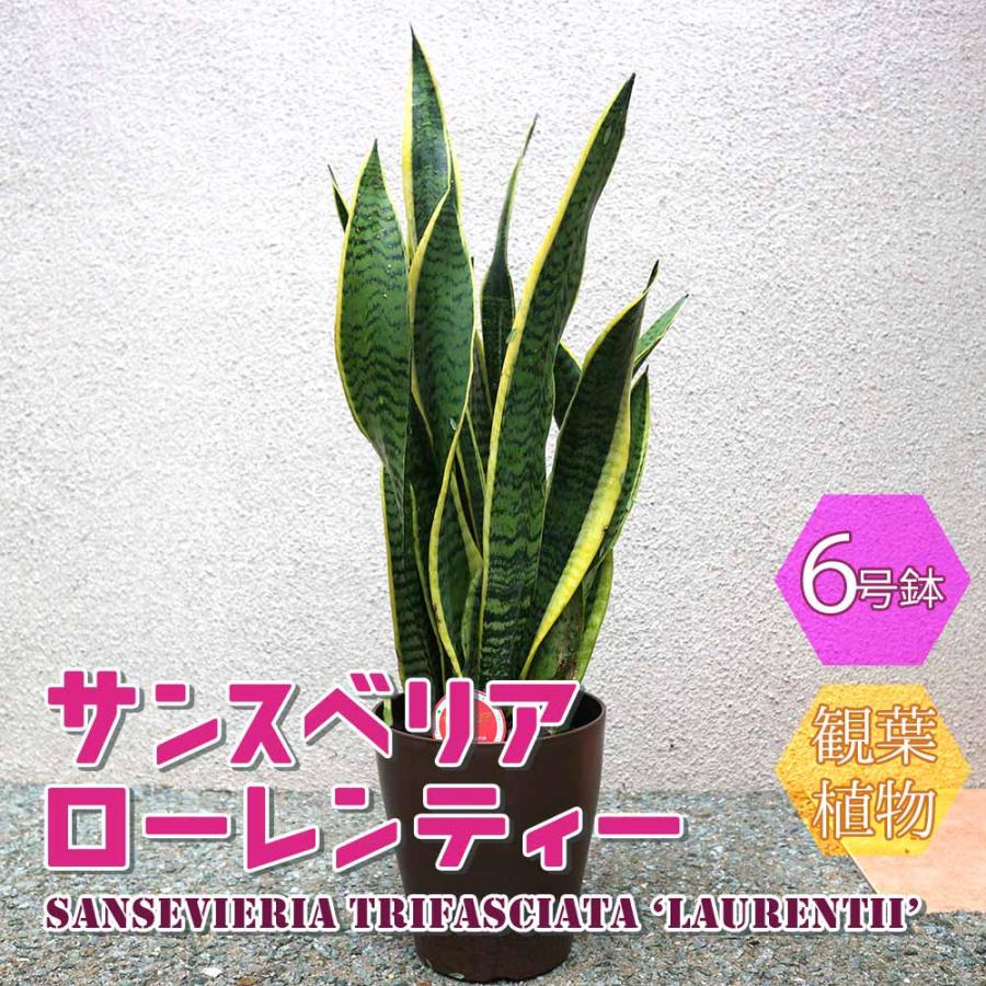 サンスベリア ローレンティー【小型 観葉植物 6号鉢／1個】 : shopooo
