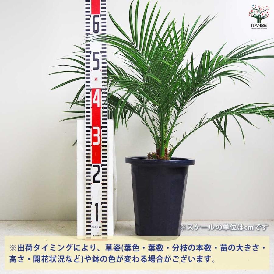 フェニックスロベレニー（6本)