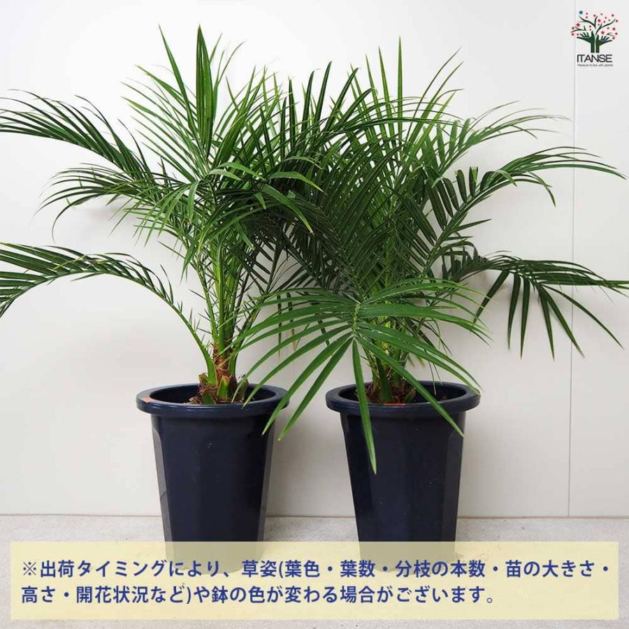 ヤシ フェニックス・ロベレニー 【観葉植物 6号鉢／1個売り