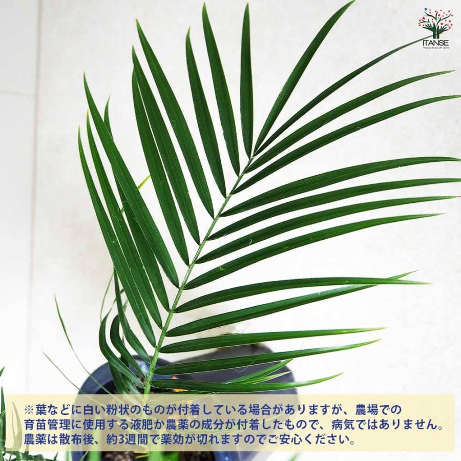 ヤシ フェニックス・ロベレニー 【観葉植物 6号鉢／1個売り