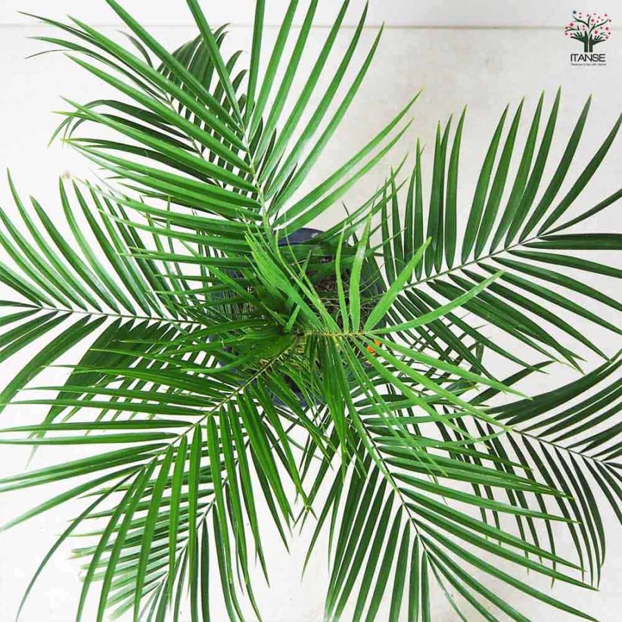 フェニックスロベレニー　ロベヤシ　ヤシの木　6 ヤシ フェニックス・ロベレニー 【観葉植物 6号鉢／1個売り