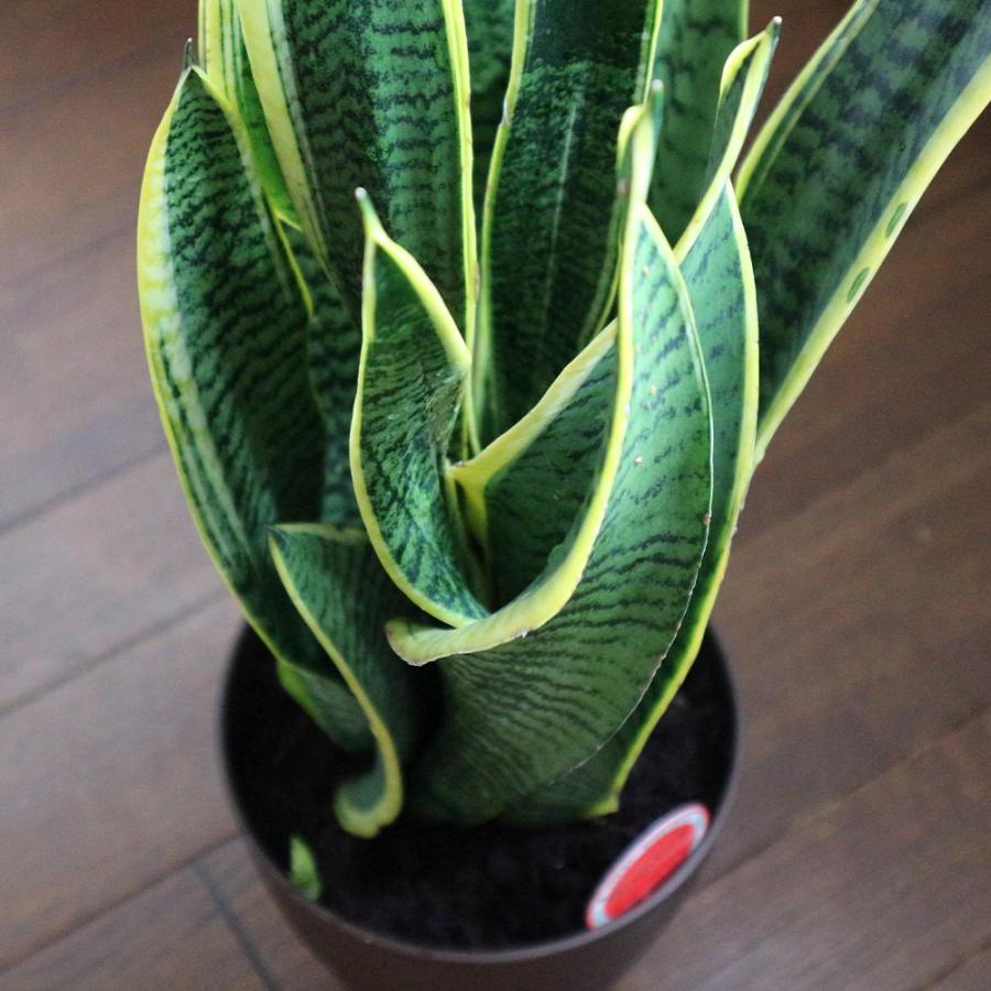 サンスベリア ローレンティー【小型 観葉植物 6号鉢／1個】 : shopooo