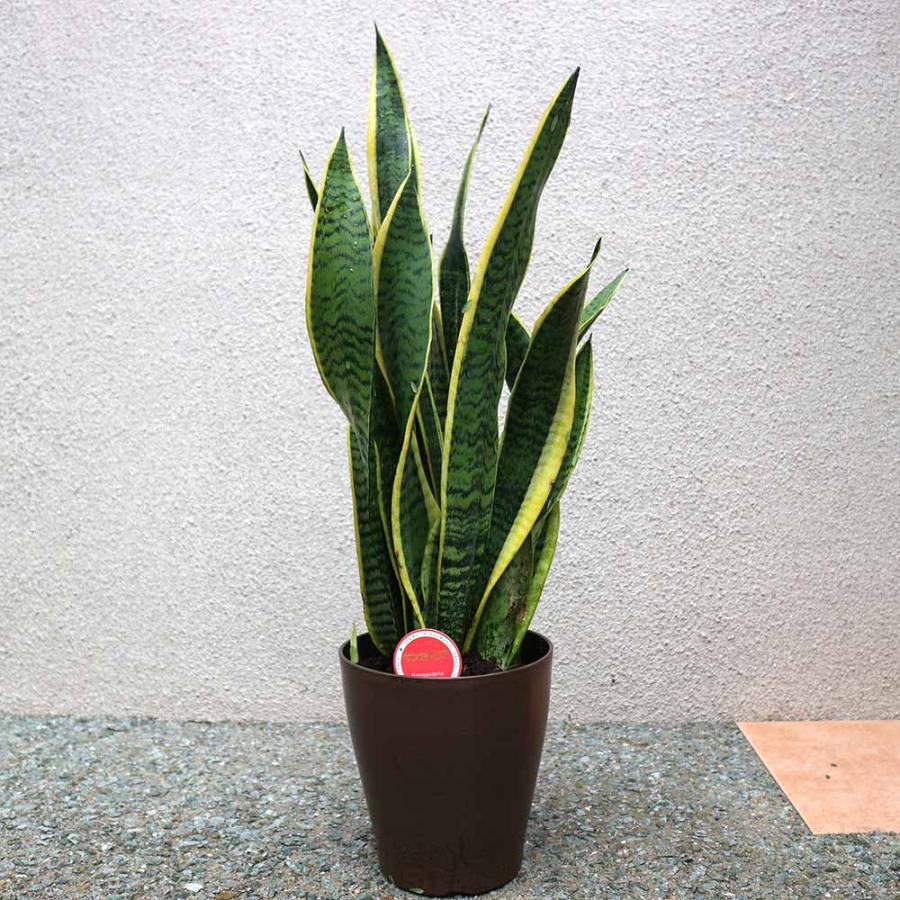 サンスベリア ローレンティー【小型 観葉植物 6号鉢／1個】 : shopooo