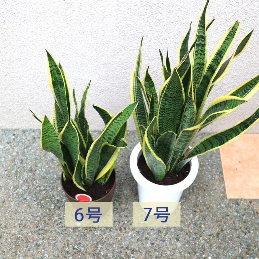 サンスベリア ローレンティー【小型 観葉植物 6号鉢／1個】 : shopooo
