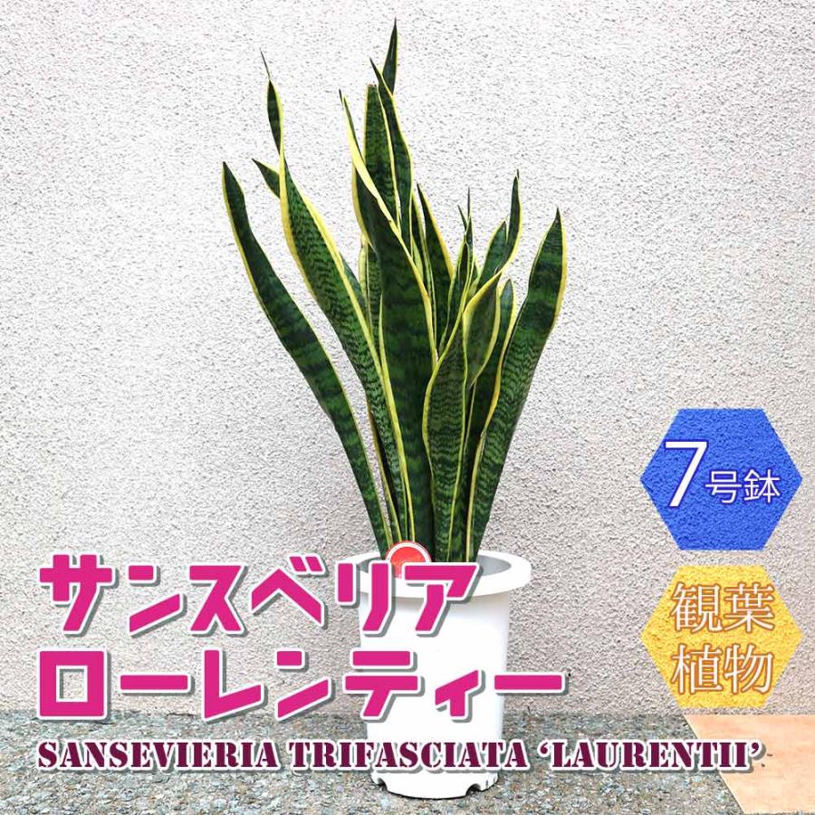 送料無料 サンスベリア ローレンティー 中型 観葉植物 7号鉢 1個 リビング オフィス 事務所 インテリア 大型 おしゃれ 初心者 育てやすい ガーデニング 1 Itanse 1122 Shopooo By Gmo 通販 Yahoo ショッピング