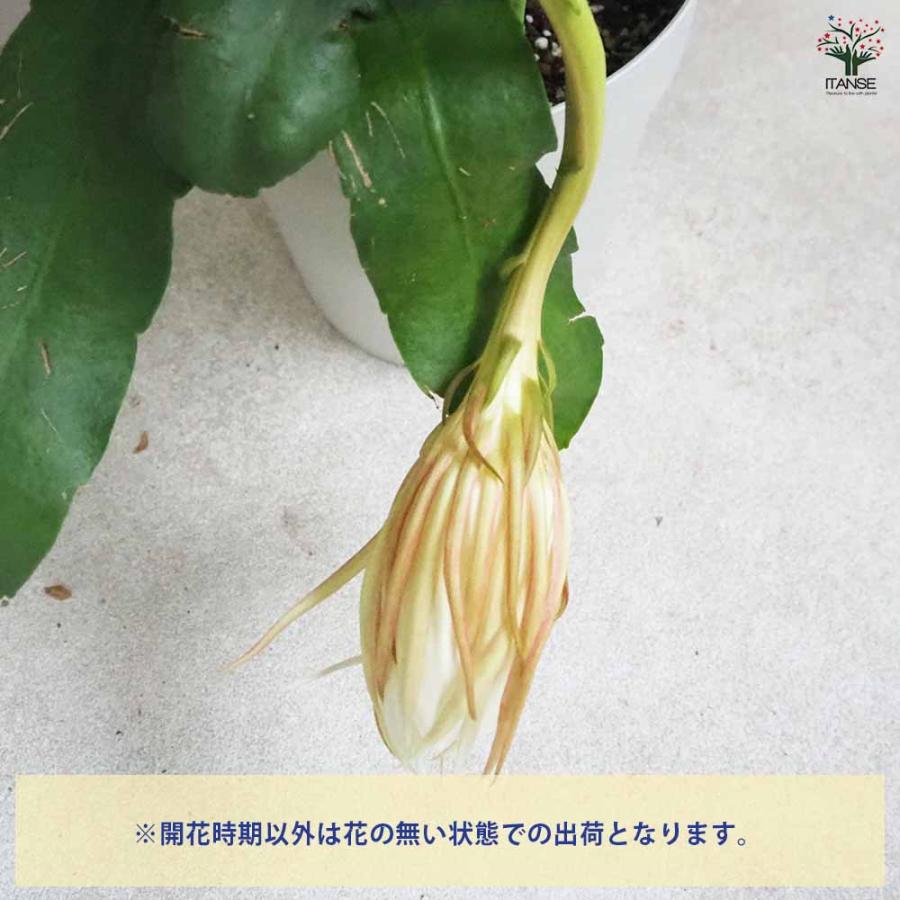 月下美人 【多肉植物 6号鉢／1個売り】 : shopooo by GMO - 通販