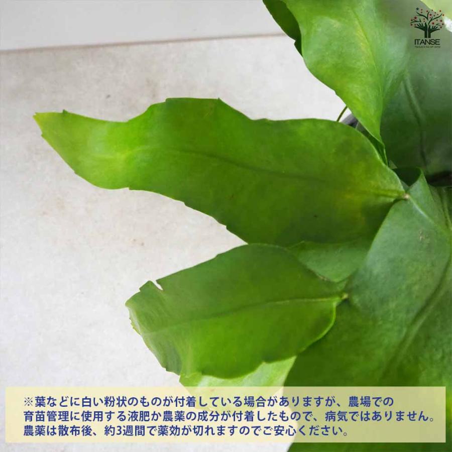月下美人 【多肉植物 6号鉢／1個売り】 : shopooo by GMO - 通販