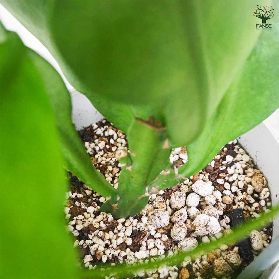 月下美人 【多肉植物 6号鉢／1個売り】 : shopooo by GMO - 通販