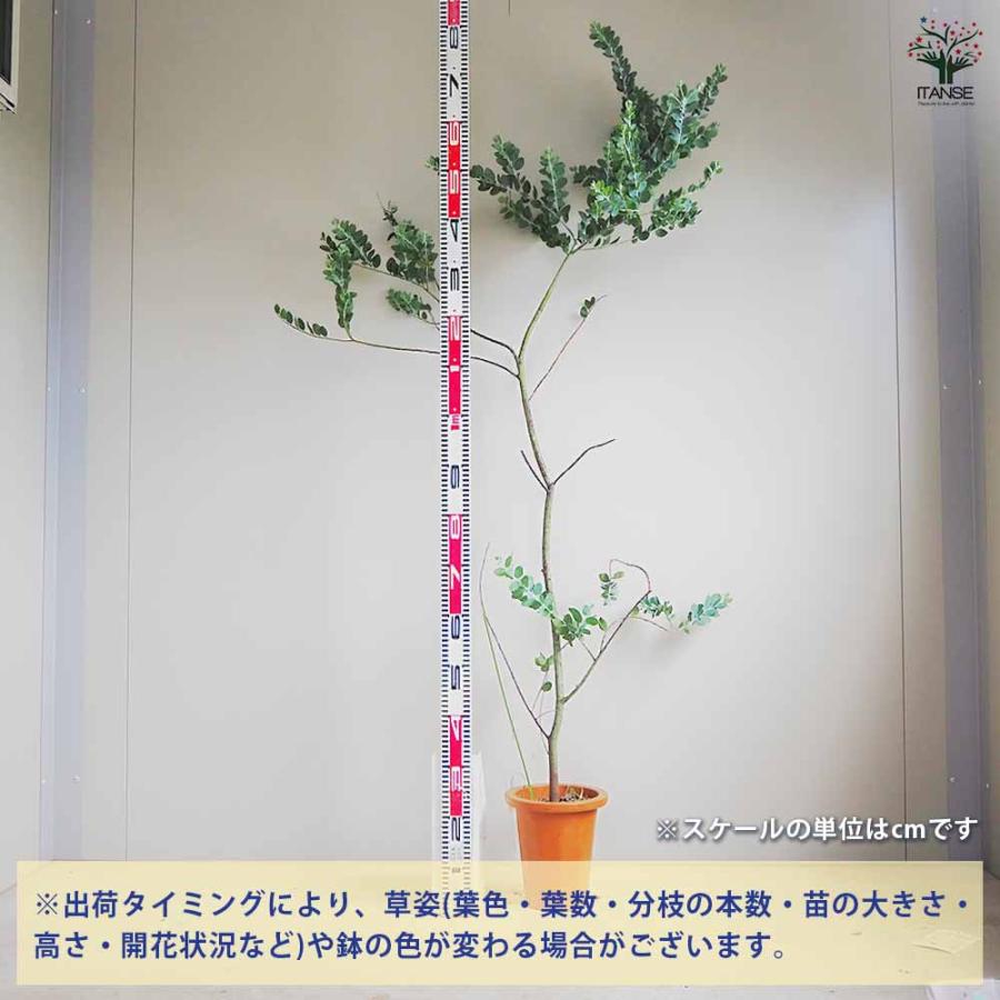 パールアカシア 【花木苗 7号鉢／1個売り】 : shopooo by GMO - 通販