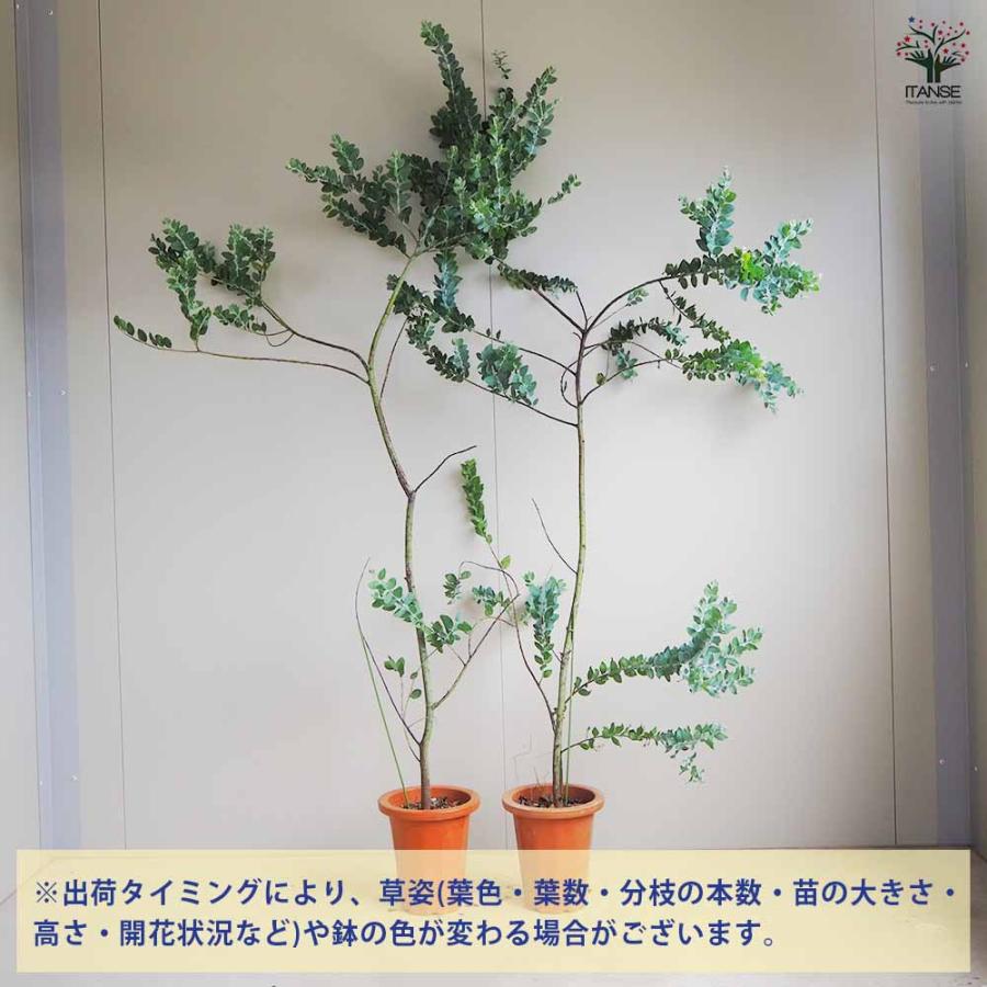 パールアカシア 【花木苗 7号鉢／1個売り】 : shopooo by GMO - 通販