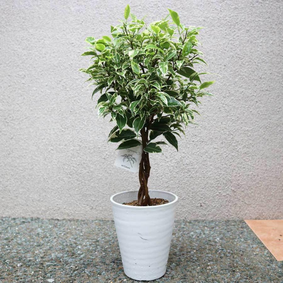 送料無料 フィカス ベンジャミナ ニコル 斑入リ葉 小型 観葉植物 5号鉢 1個 リビング オフィス 事務所 インテリア 大型 おしゃれ 初心者 育てやすい ガー 1 Itanse 1123 Shopooo By Gmo 通販 Yahoo ショッピング