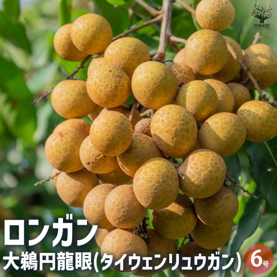 ロンガン(竜眼・リュウガン)の苗木 大鵜円龍眼(タイウェンリュウガン