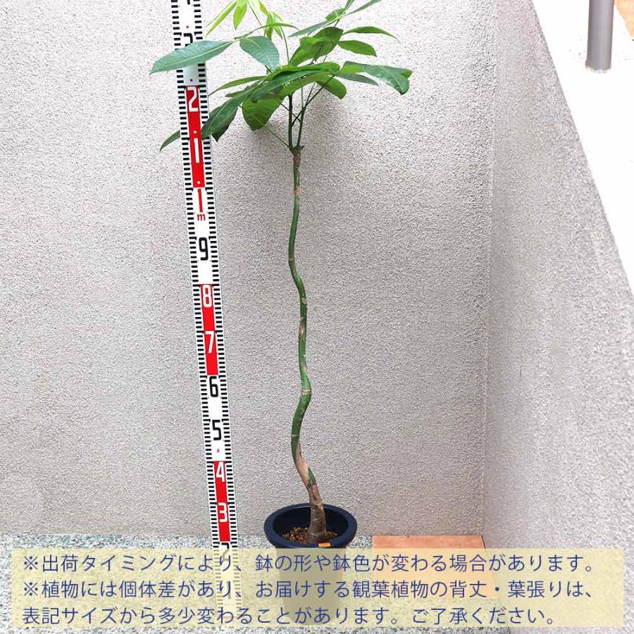 パキラ 曲がり1本立ち【大型 観葉植物 7号鉢／1個】 : shopooo by GMO