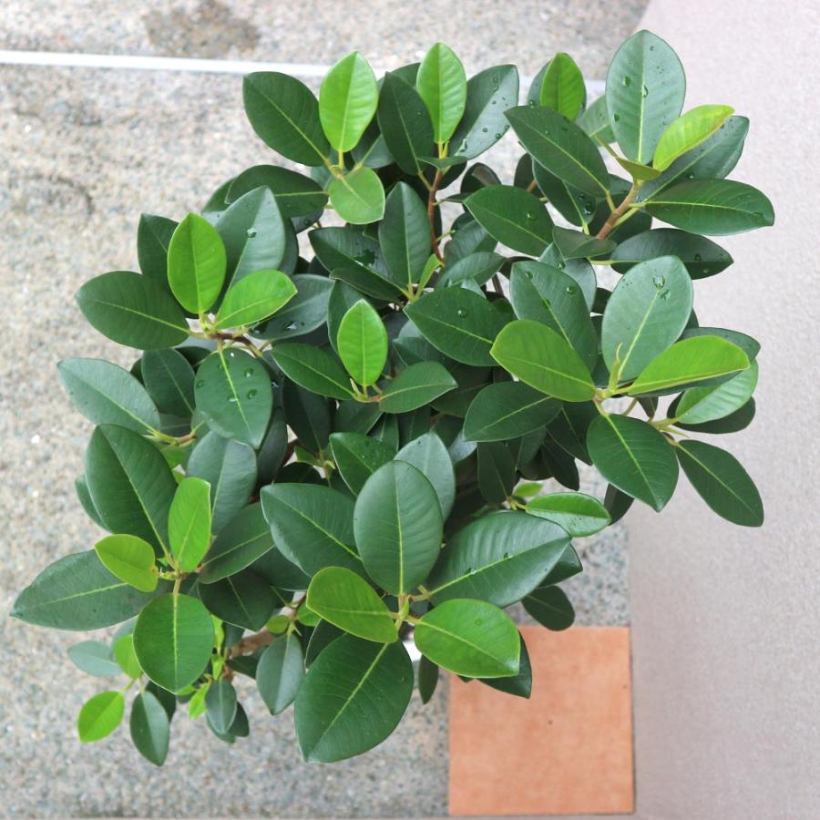 フランスゴム リビングサイズ‼️ 8号 高さ125cm 観葉植物 フランスゴム