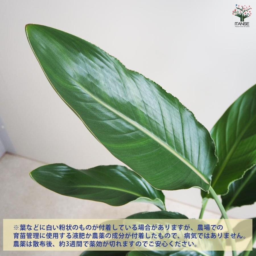 ストレリチア レギネ(極楽鳥花) 【観葉植物 8号鉢／1個売り