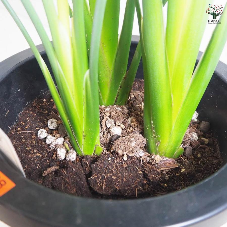ストレリチア レギネ(極楽鳥花) 【観葉植物 8号鉢／1個売り