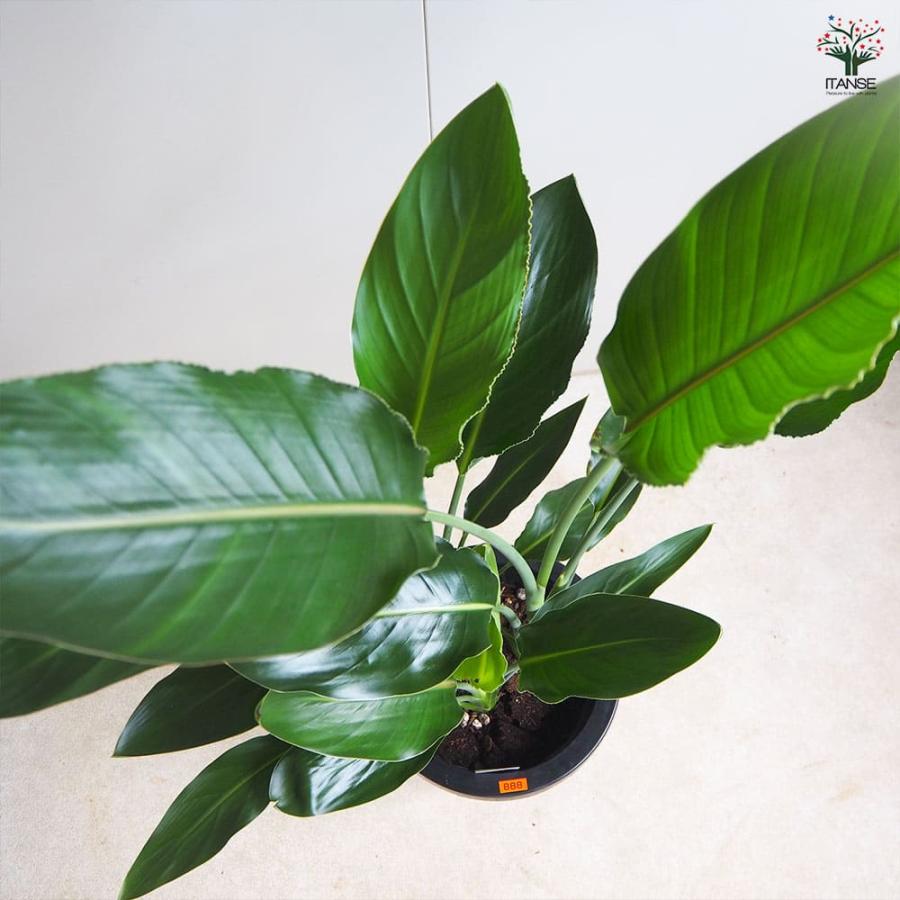 ストレリチア レギネ(極楽鳥花) 【観葉植物 8号鉢／1個売り