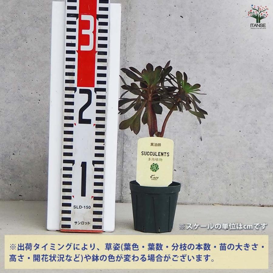 多肉植物 黒法師 【多肉植物 2.5号／1個売り】 : shopooo by GMO