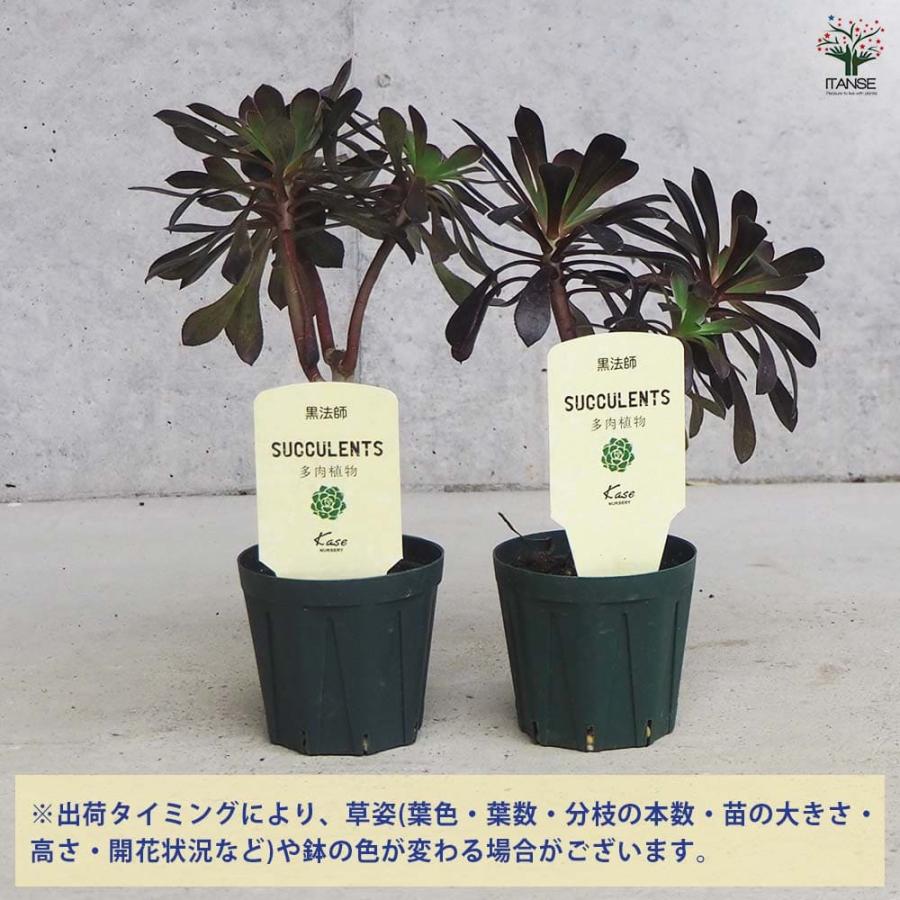 多肉植物 黒法師 【多肉植物 2.5号／1個売り】 : shopooo by GMO