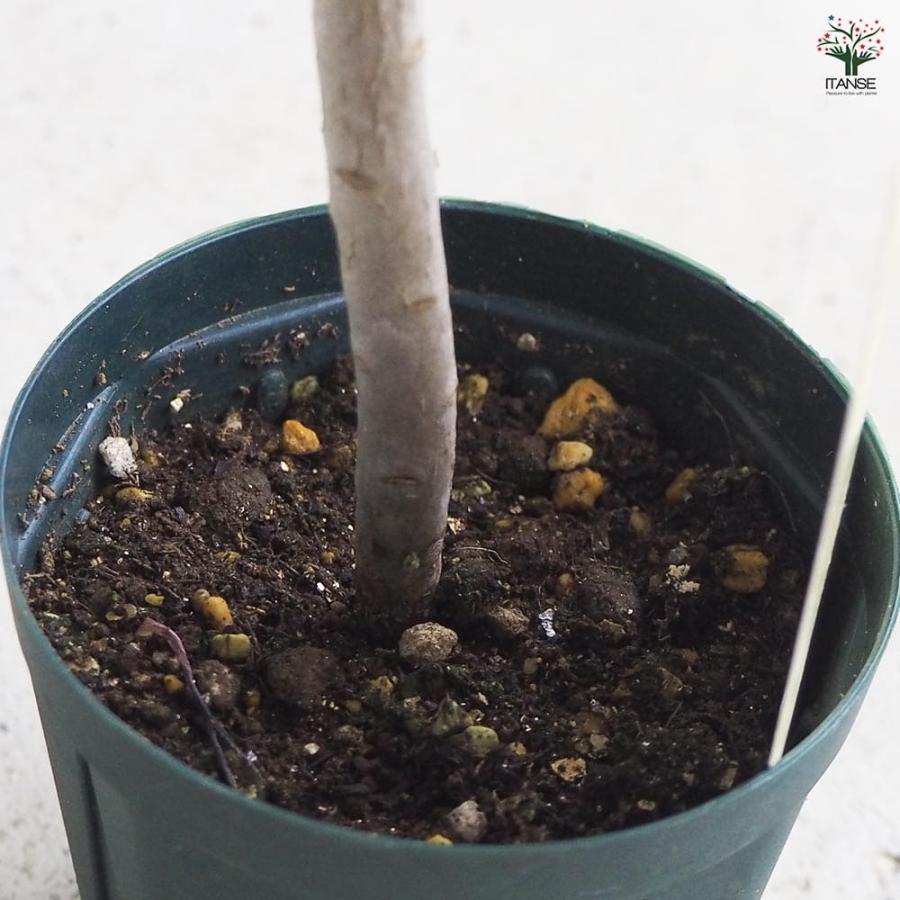 多肉植物 黒法師 【多肉植物 2.5号／1個売り】 : shopooo by GMO