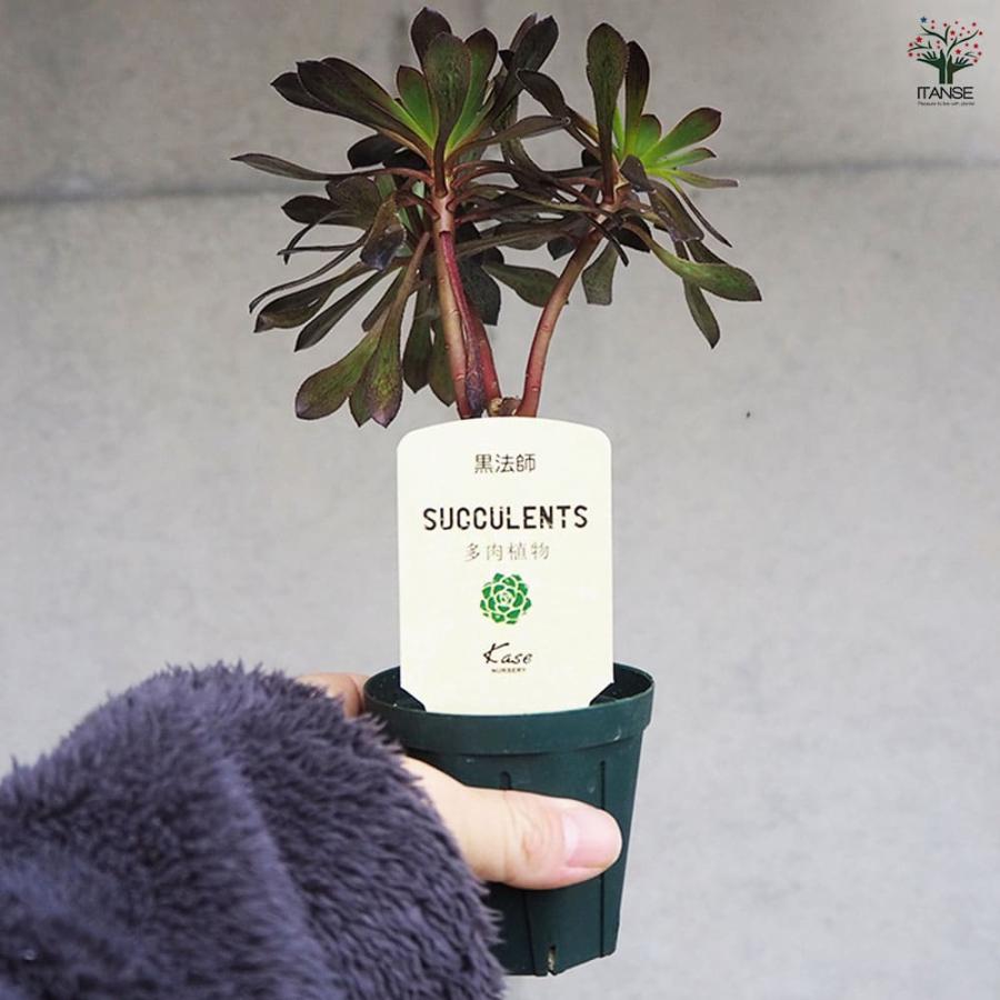 多肉植物 黒法師 【多肉植物 2.5号／1個売り】 : shopooo by GMO