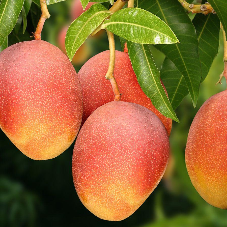 Rakuten 送料無料 マンゴー アーウィンの苗木 果樹苗 1年生 接木苗 台木ドマンゴー在来種 21cmポット 1個 ポット苗なので年中植付け可能 マンゴー苗 苗木 家庭菜 1 Itanse 1131 Shopooo By Gmo 通販 Yahoo ショッピング 交換無料 Www Maxipiso Com Ar