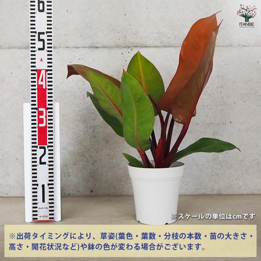 フィロデンドロン プリンスオブオレンジ 【観葉植物 5号／1個売り