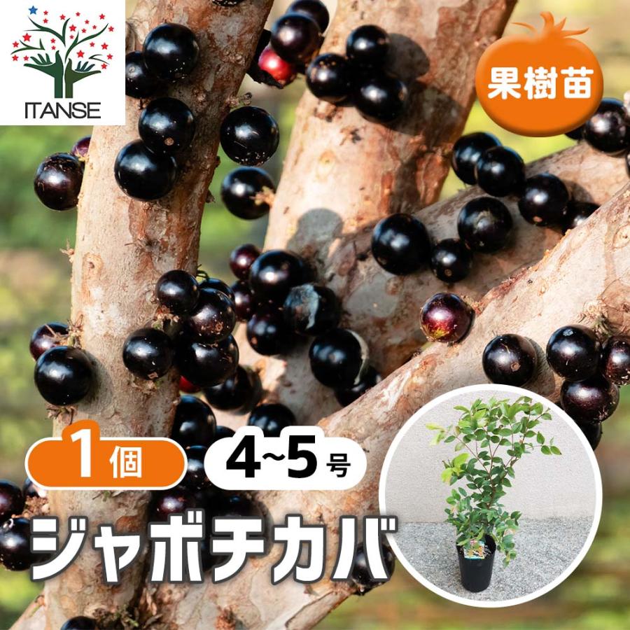 ジャボチカバの苗木【果樹の苗木 4〜5号／1個売り】 : shopooo by GMO