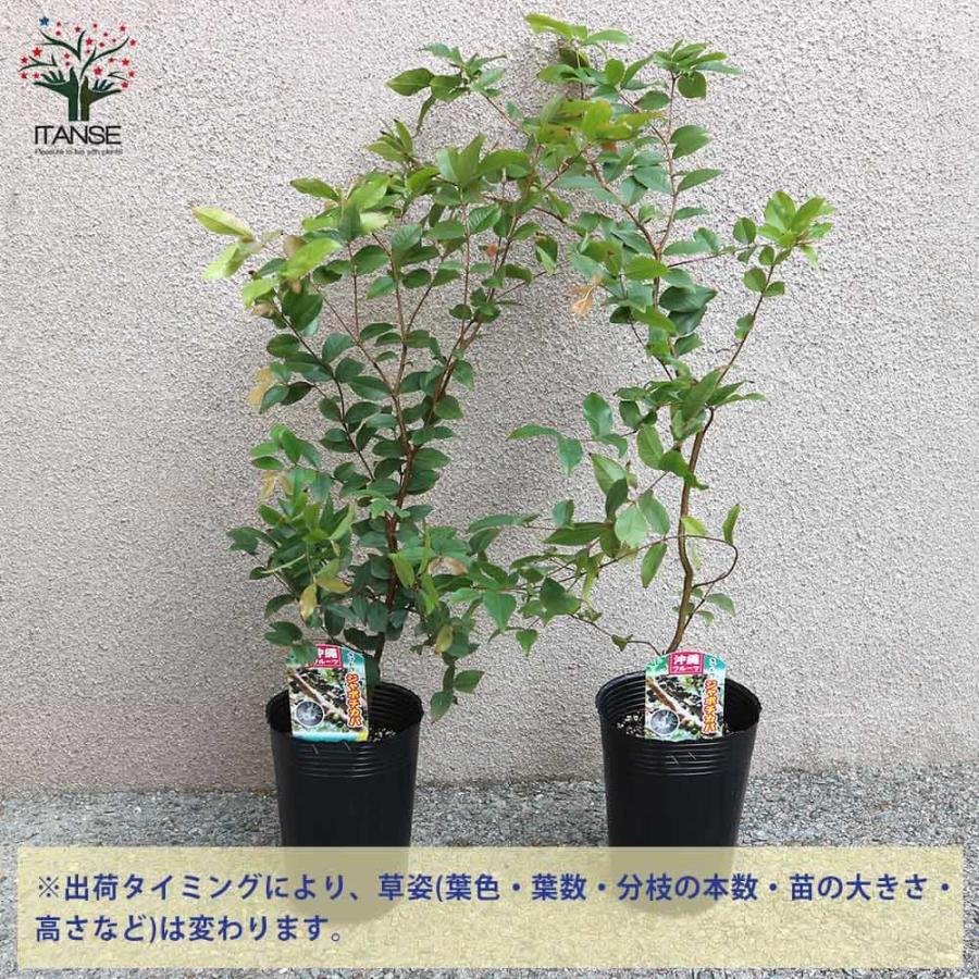 ジャボチカバの苗木【果樹の苗木 4〜5号／1個売り】 : shopooo by GMO