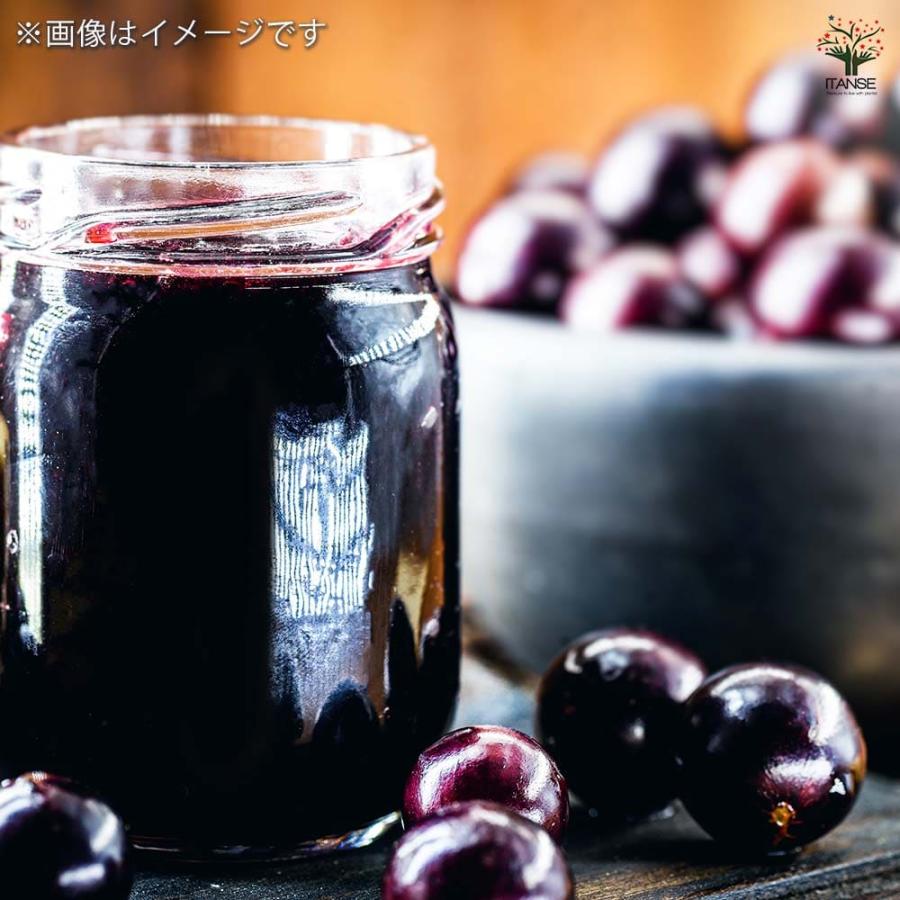 ジャボチカバの苗木【果樹の苗木 4〜5号／1個売り】 : shopooo by GMO