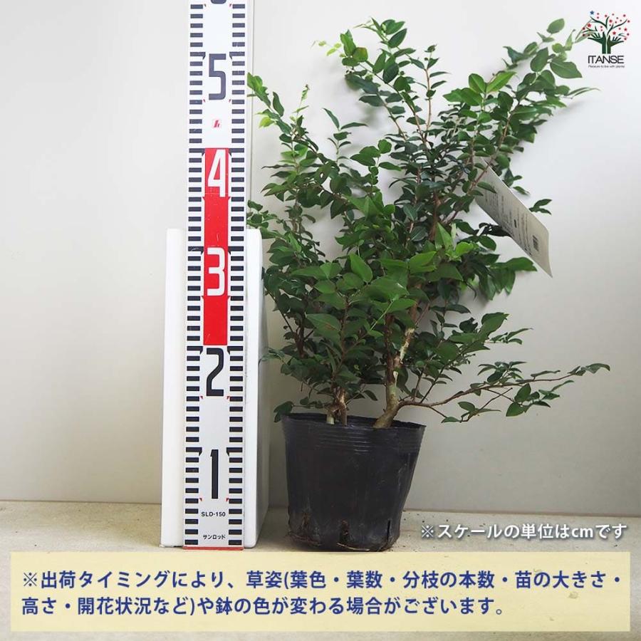 ジャボチカバ苗木強健大玉小葉結実経験あり4/16正規品タグ付け5号高さ約50cm ジャボチカバの苗木 強健大玉ジャボチカバ 【果樹の苗木 4〜5号／1個