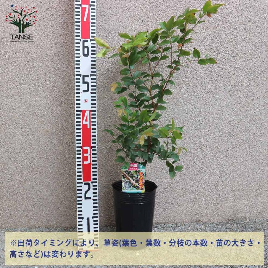 ジャボチカバの苗木【果樹の苗木 4〜5号／1個売り】 : shopooo by GMO