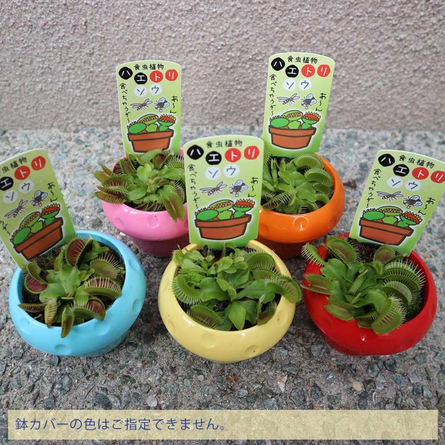 ハエ取草(ハエトリソウ)【食虫植物 5cmポット(鉢カバー付き)／1個