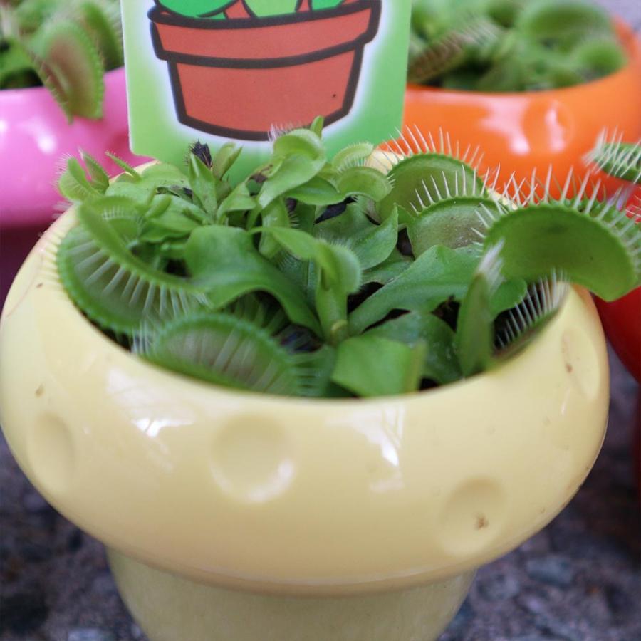 ハエ取草(ハエトリソウ)【食虫植物 5cmポット(鉢カバー付き)／1個
