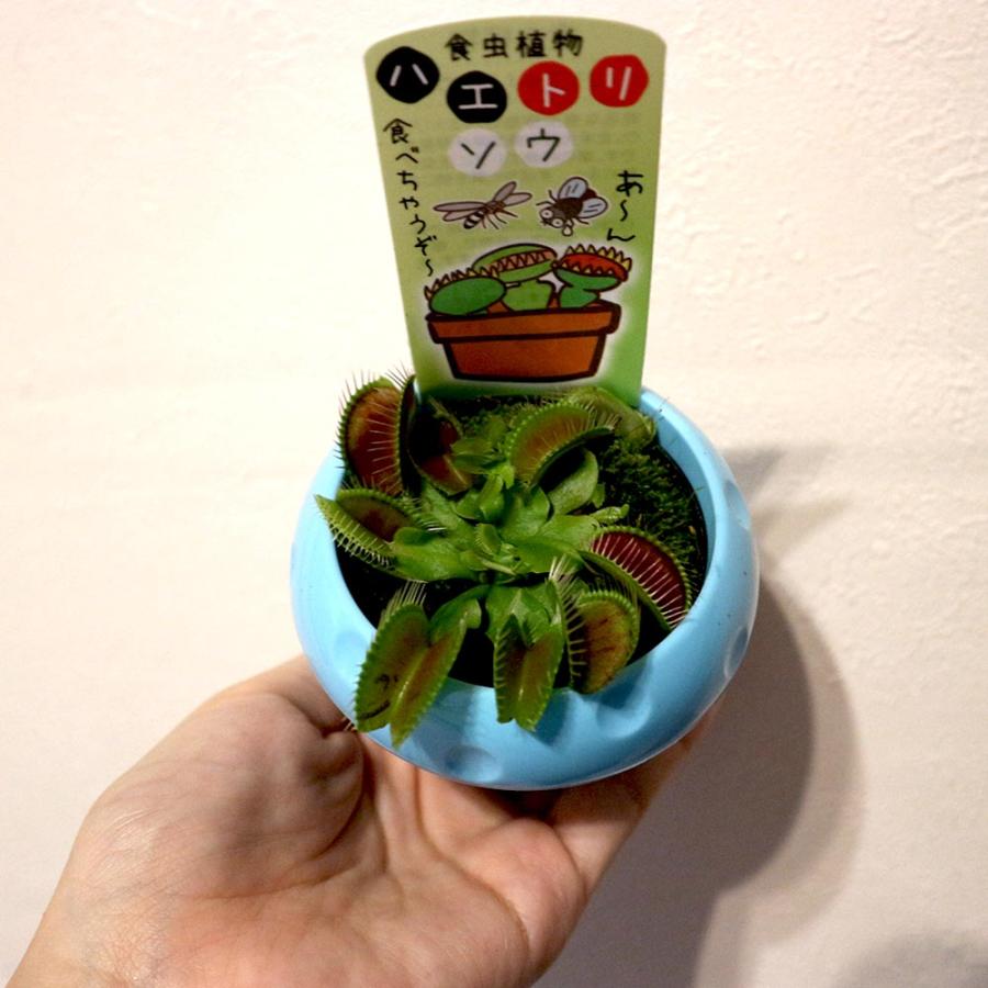 ハエ取草(ハエトリソウ)【食虫植物 5cmポット(鉢カバー付き)／1個