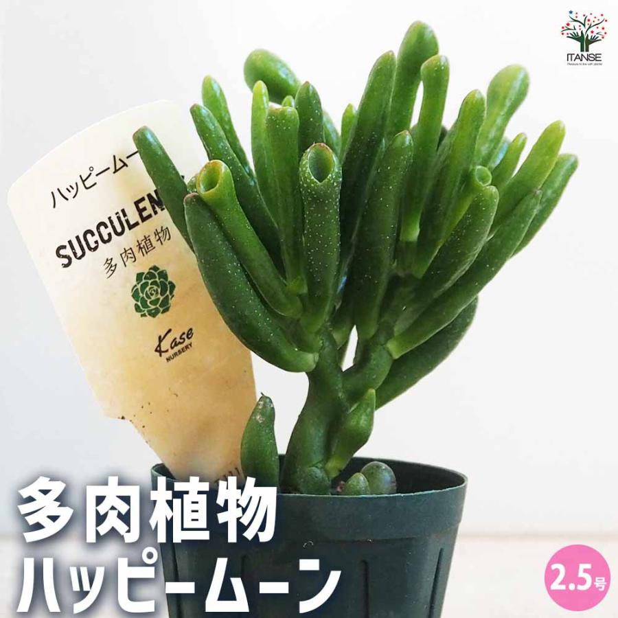多肉植物 ハッピームーン 【多肉植物 2.5号鉢／1個売り】 : shopooo by