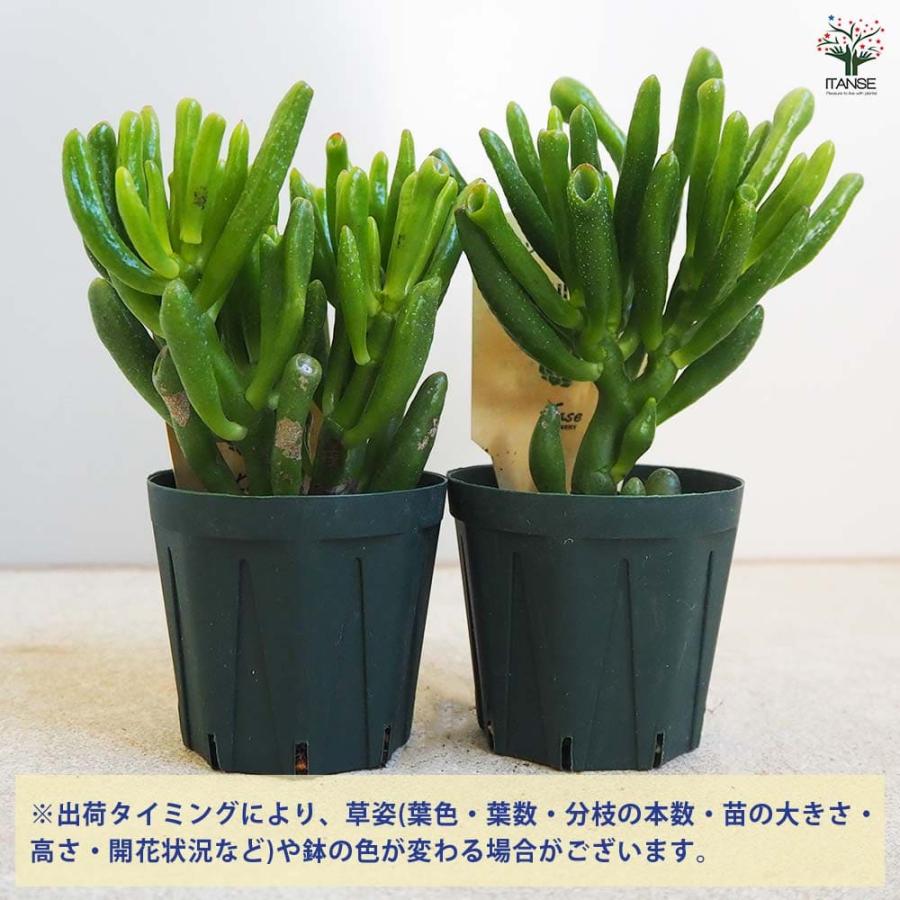 多肉植物 ハッピームーン 【多肉植物 2.5号鉢／1個売り】 : shopooo by