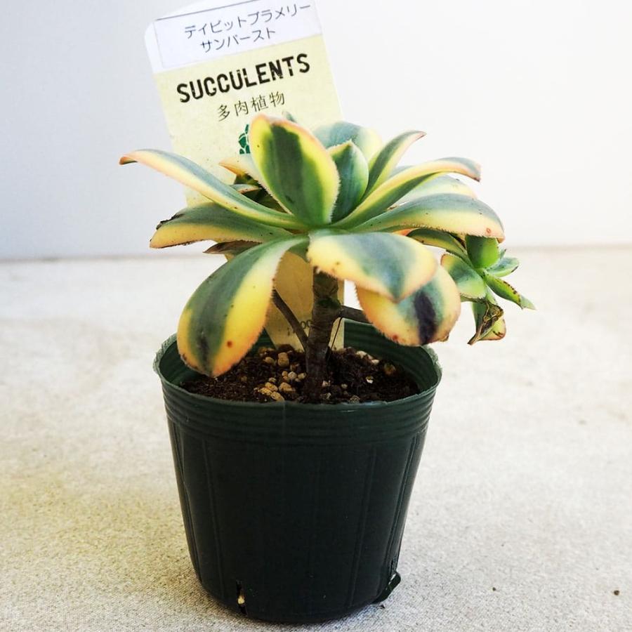 Crassula 多肉植物　ディビット　① lanuginosa (クラッスラ 'David' pachystemon var. フラワー・ガーデニング