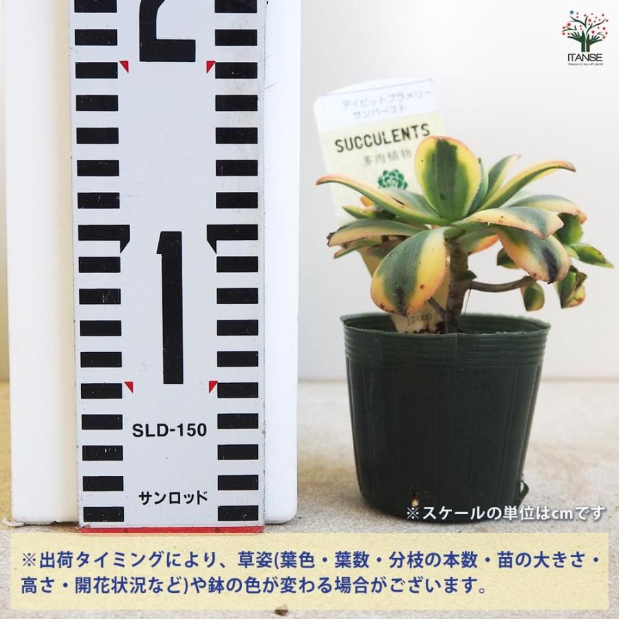 多肉植物 ディビットプラメリーサンバースト 【多肉植物 2.5号ポット