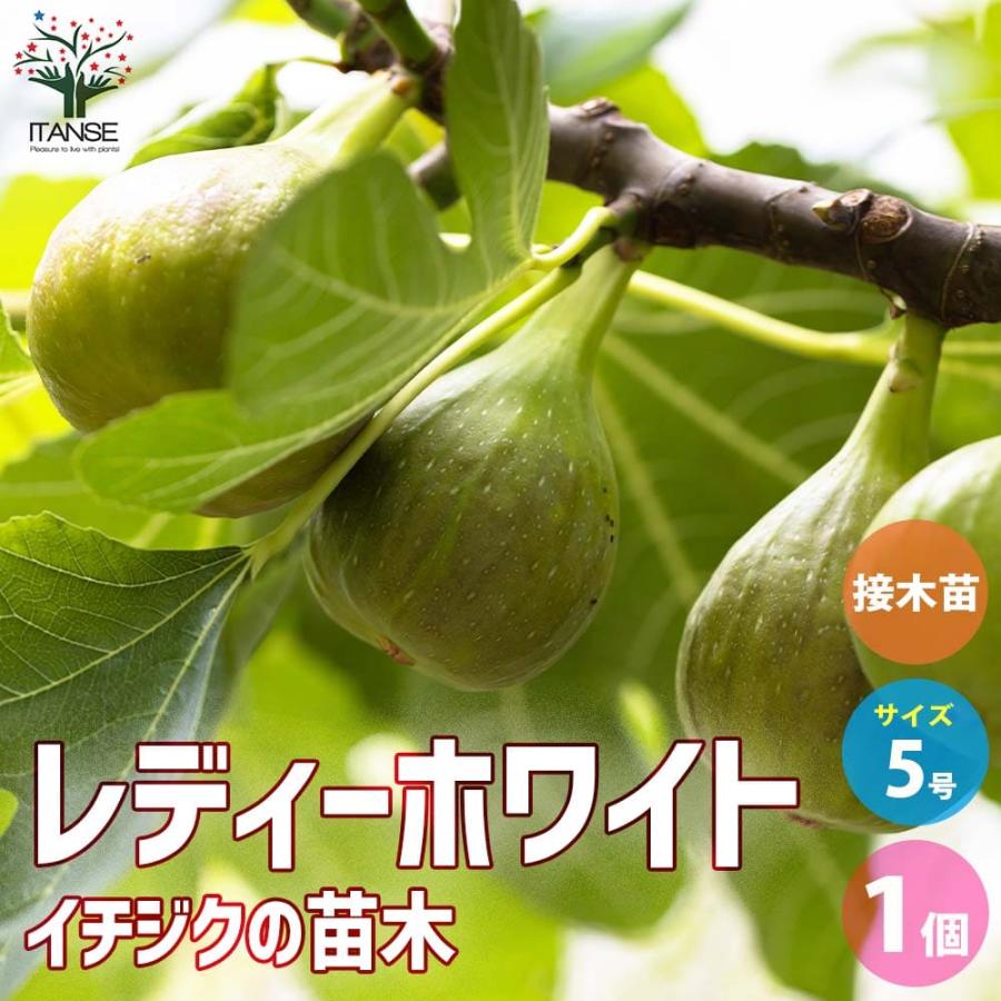 イチジク レディーホワイト 接木 【果樹の苗木 5号鉢／1個売り
