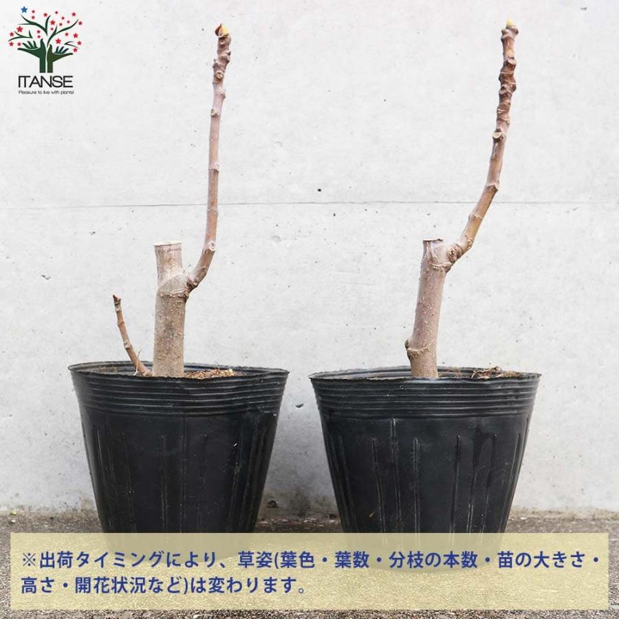 イチジク レディーホワイト 接木 【果樹の苗木 5号鉢／1個売り