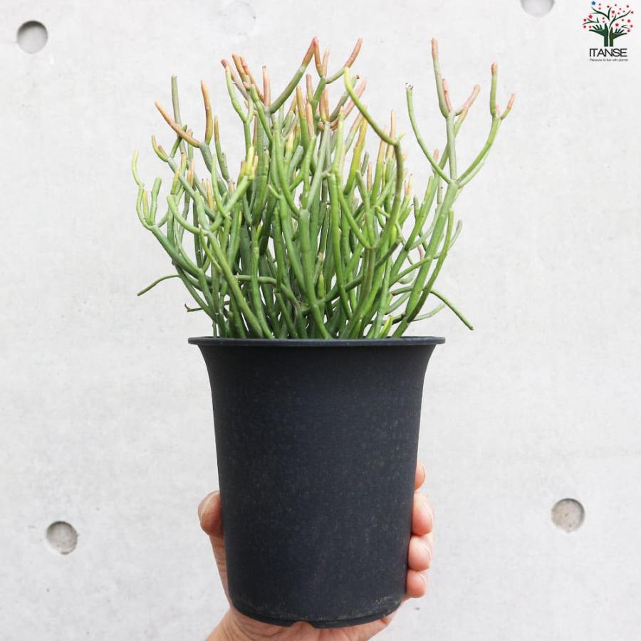 ユーフォルビア ミルクブッシュ スティックオンファイヤー 【観葉植物