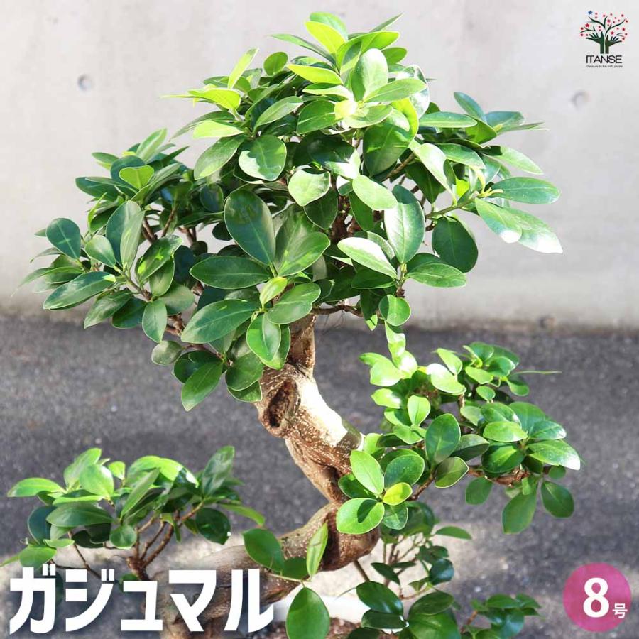 ガジュマル 曲がり仕立て 【観葉植物 7〜8号／1個売り】 : shopooo by