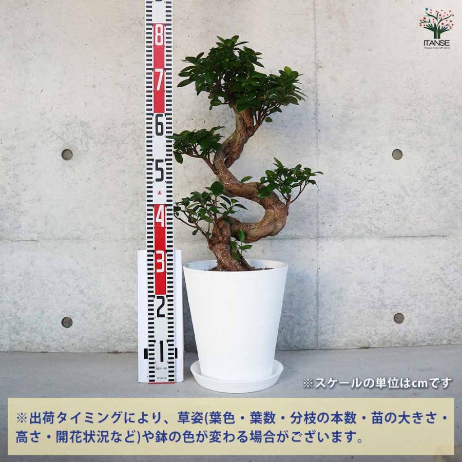 ガジュマル 曲がり仕立て 【観葉植物 7〜8号／1個売り】 : shopooo by