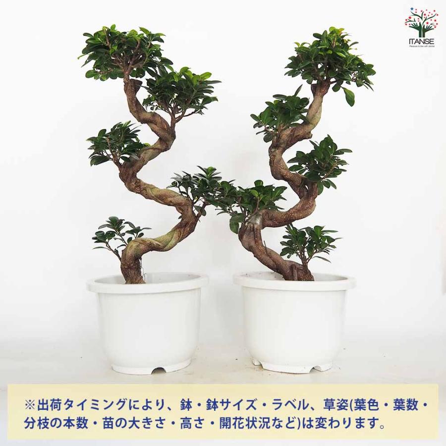 ガジュマル 曲がり仕立て 【観葉植物 7〜8号／1個売り】 : shopooo by