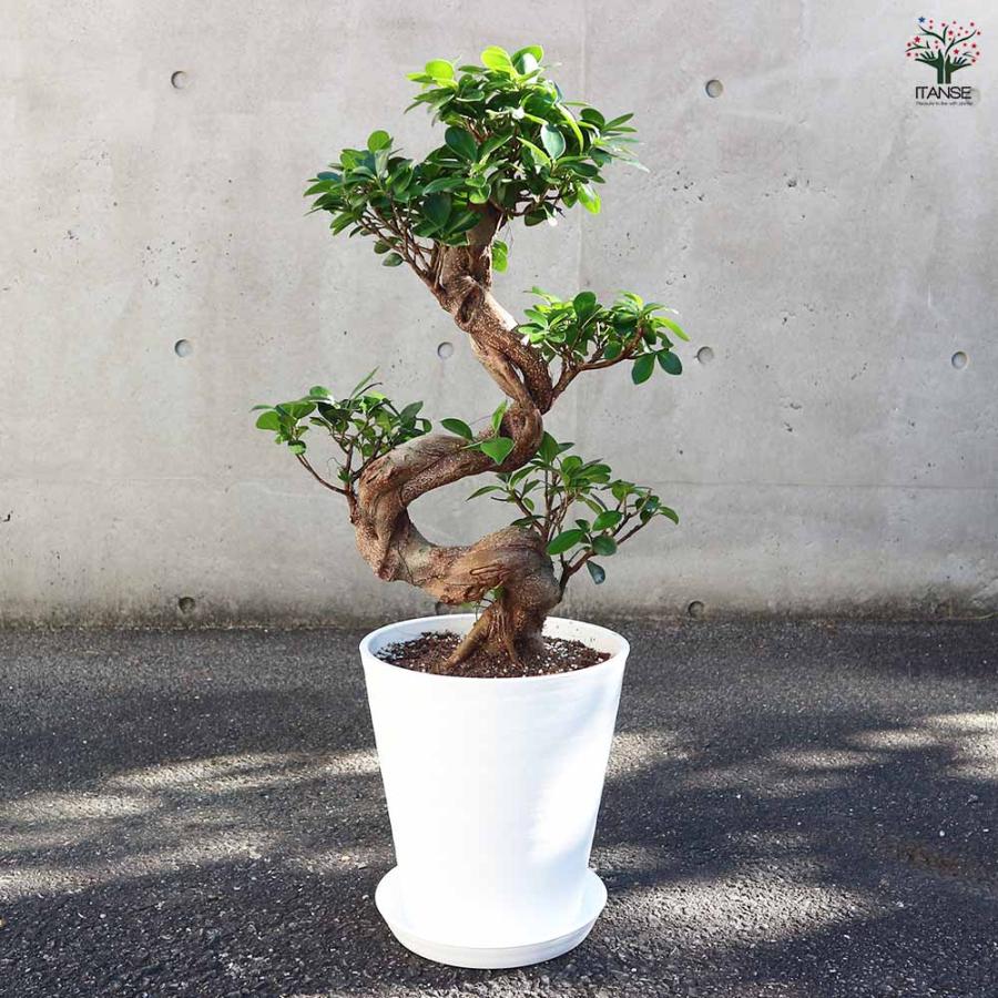 ガジュマル 曲がり仕立て 【観葉植物 7〜8号／1個売り】 : shopooo by