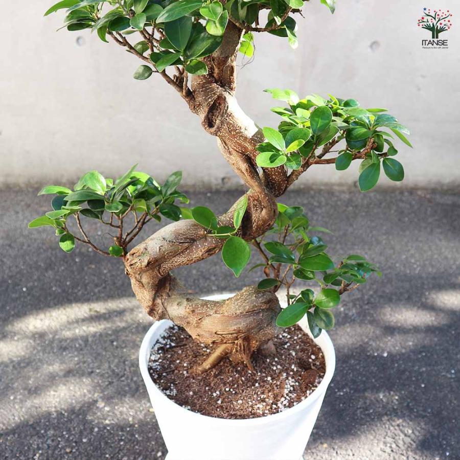 ガジュマル 7号 曲がり仕立て 約80cm 観葉植物 インテリアグリーン 一点物 ガジュマル 曲がり仕立て 【観葉植物 7〜8号／1個売り】 : shopooo by