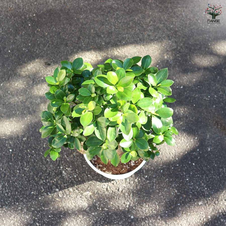 ガジュマル 曲がり仕立て 【観葉植物 7〜8号／1個売り】 : shopooo by